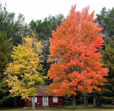 Autumns Trees 07