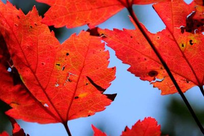 Autumns Leaves 02