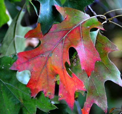 Autumns Leaves 04