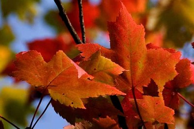 Autumns Leaves 06