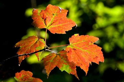 Autumns Leaves 08