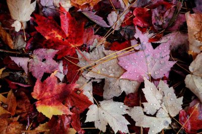 Autumns Leaves 09