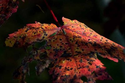 Autumns Leaves 10