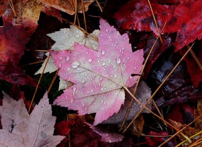 Autumns Leaves 13