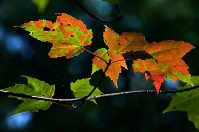 Autumns Leaves 14