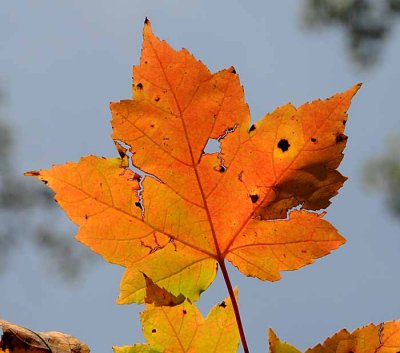 Autumns Leaves 15