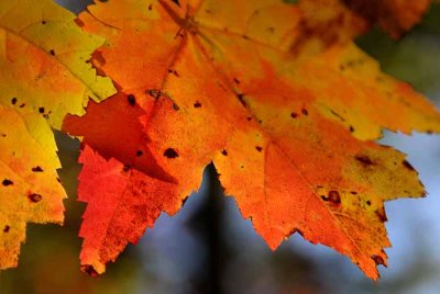 Autumns Leaves 16