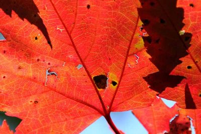 Autumns Leaves 17