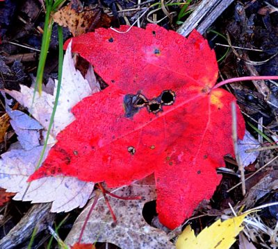 Autumns Leaves 25