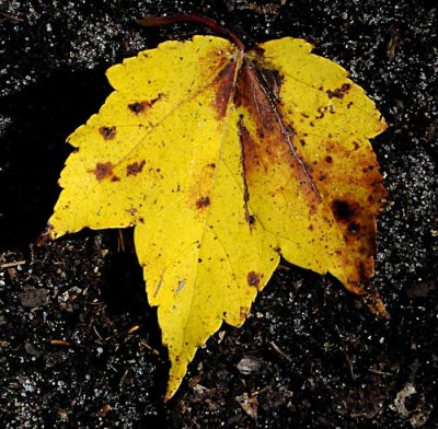 Autumns Leaves 27