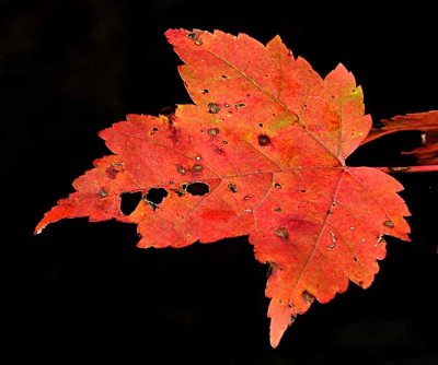 Autumns Leaves 33