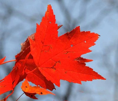 Autumns Leaves 35