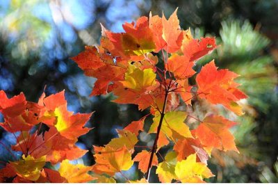 Autumns Trees 14.