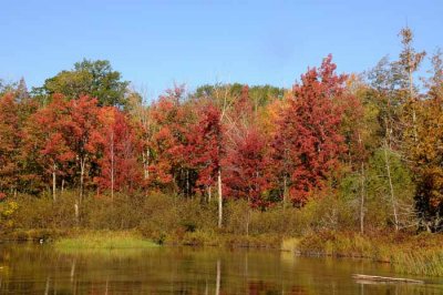 Autumns Trees 16