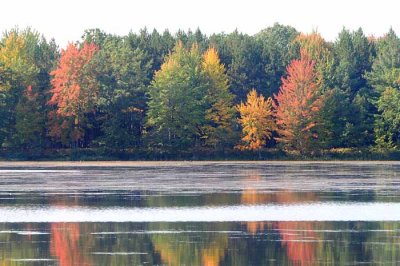 Autumns Trees 20