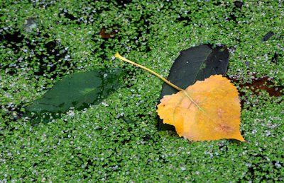 Autumns Leaves 40