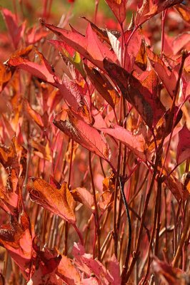 Autumns Leaves 45