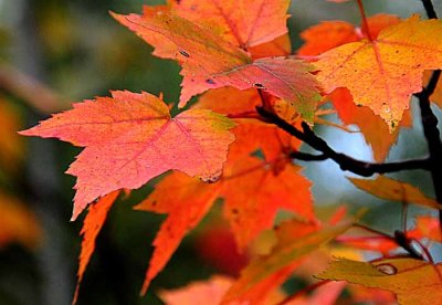 Autumns Leaves 47