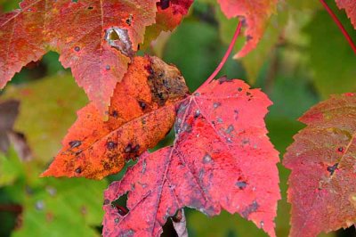 Autumns Leaves 53