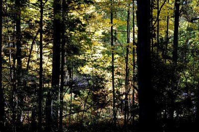 Autumns Trees 55