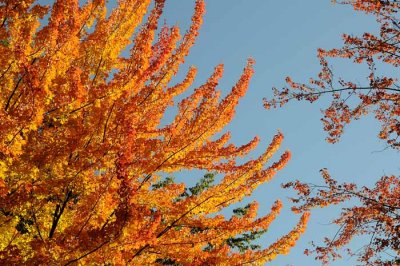 Autumns Trees 59