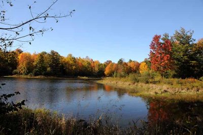 Autumns Trees 80