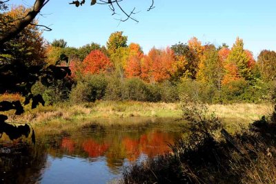 Autumns Trees 81