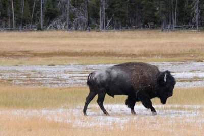 The Dance of Tatanka
