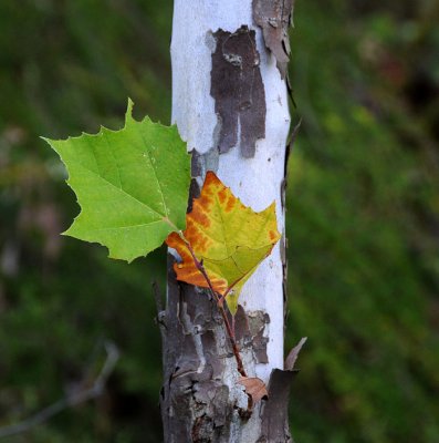 Autumn in the Ozarks