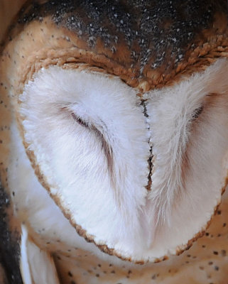 Barn Owl