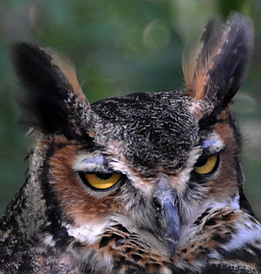 Great Horned Owl