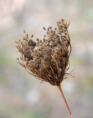 October's Lace
