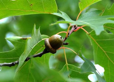 Tomorrow's Oak