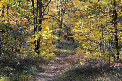 Higgins Lake 90  25