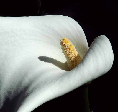 Cala Lily