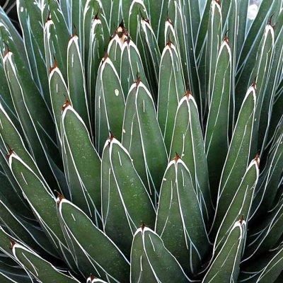 Succulents, Cactus & Other Spiny Plants