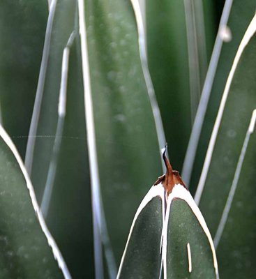 Succulents, Cactus & Other Spiny Plants