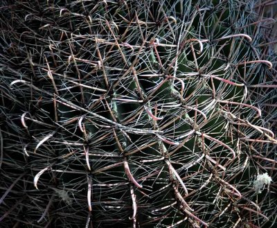 Succulents, Cactus & Other Spiny Plants
