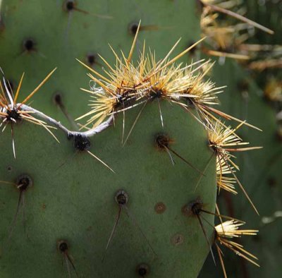 Succulents, Cactus & Other Spiny Plants