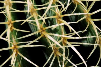 Succulents, Cactus & Other Spiny Plants