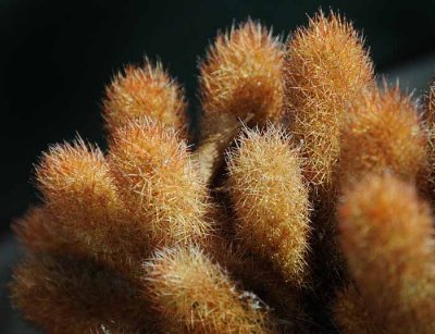 Succulents, Cactus & Other Spiny Plants