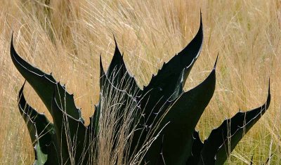 Dance of the Wild Maguey
