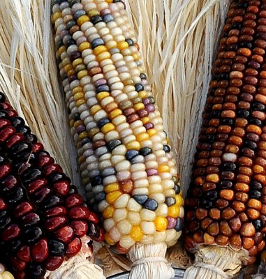 Autumn Harvest