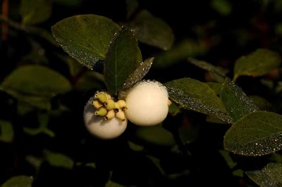 The Original Dewberry