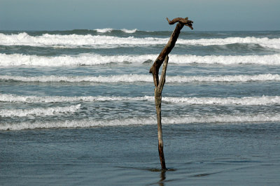 Ocean Beach Guardian