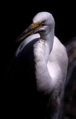 Great American Egret