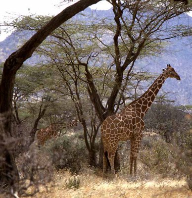 Reticulated Giraff, Serenghetti