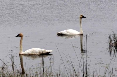Swans, Seney NWR