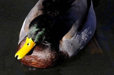 UNM Mallard