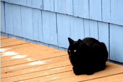 Guard Cat